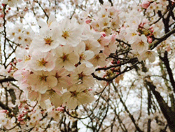 sakura-taishoujinn