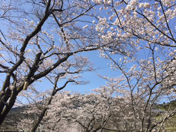 sakura2015-1