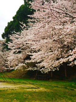 sakura2015-taishoujin