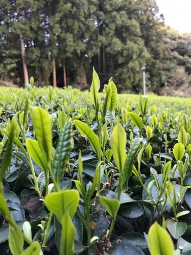 太田市郎治製茶園